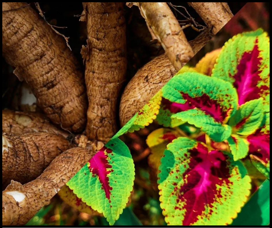 Coleus Forskohlii