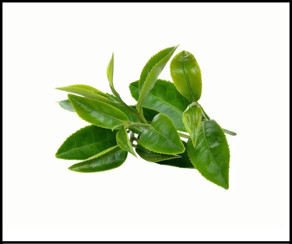 Green Tea Extract